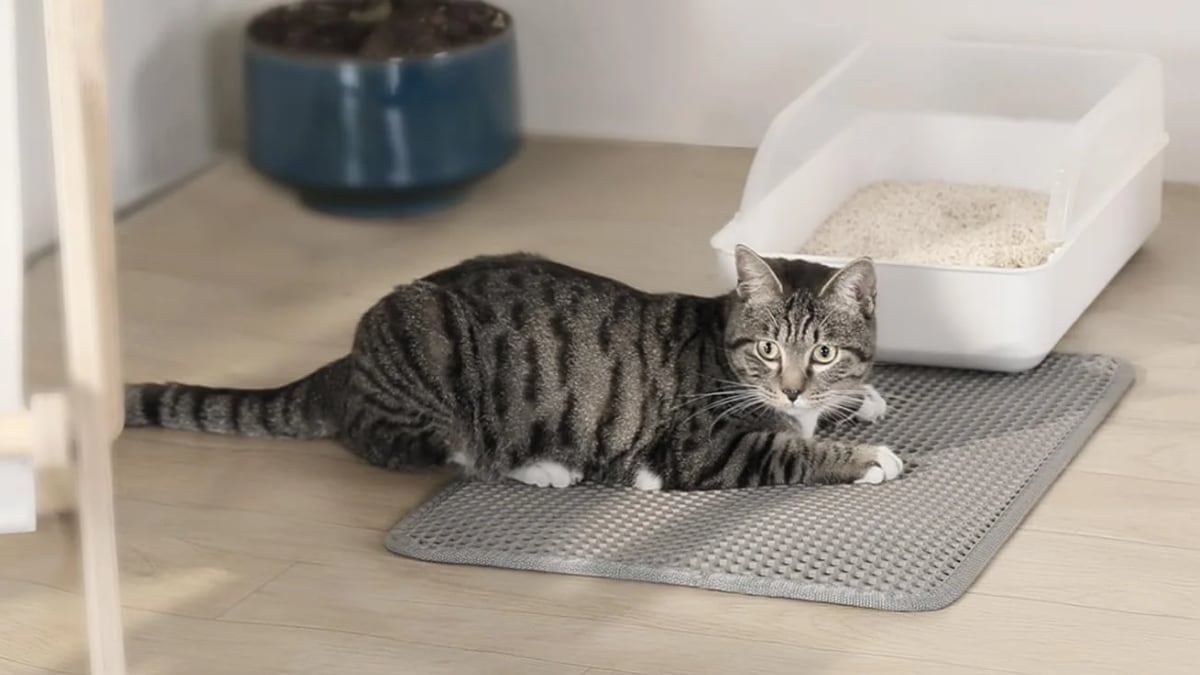 La alfombrilla que ayuda a que la arena del gato no termine por toda la casa